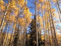 Some of the aspens turning during one of our many beauty runs. [P] The Nish