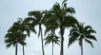 Palm Trees 002