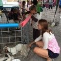 Sophie with the baby goats at the farmer’s market. [P] Jessie Diggins